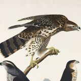 Poster about sparrowhawks, based on an old engraving from 1827.