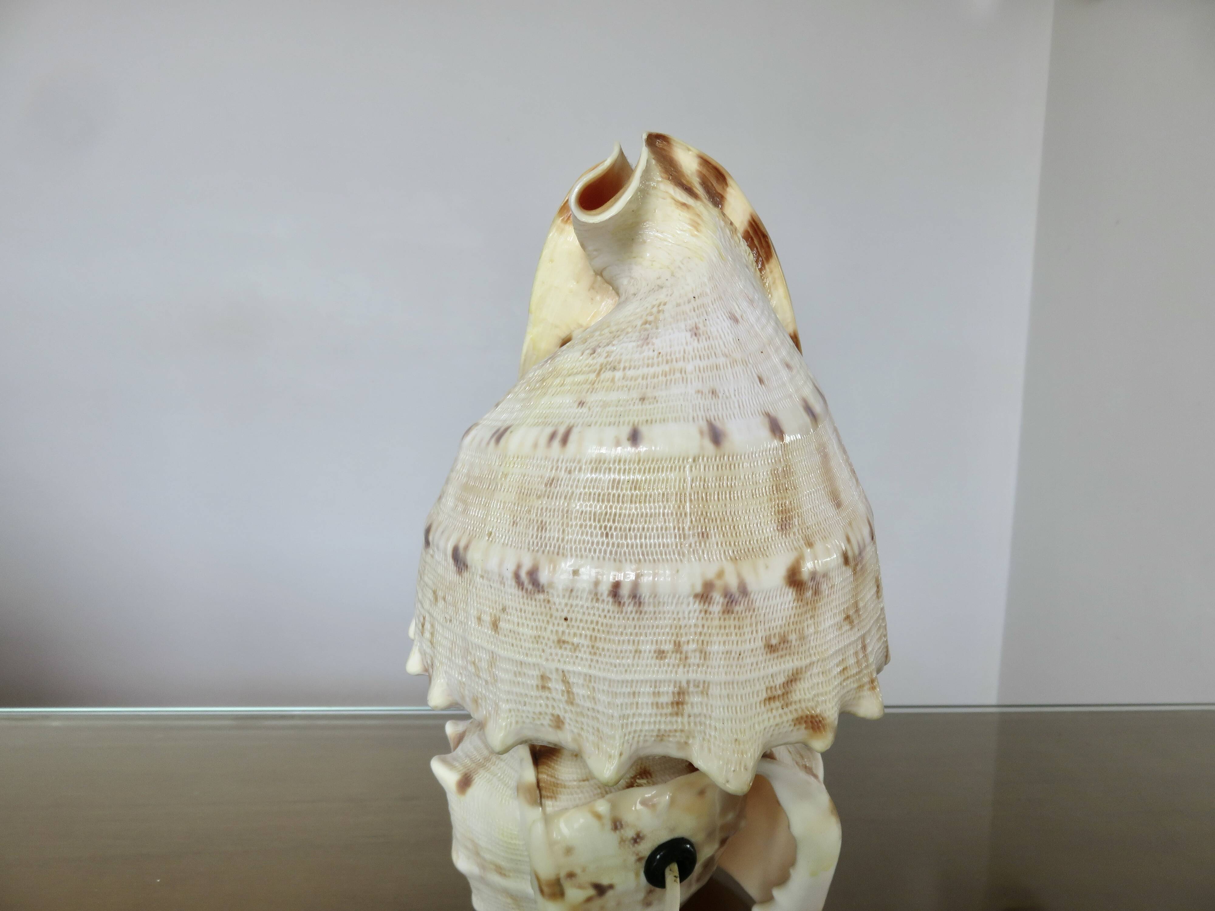 Lampe coquillage "cassis cornita" années 70