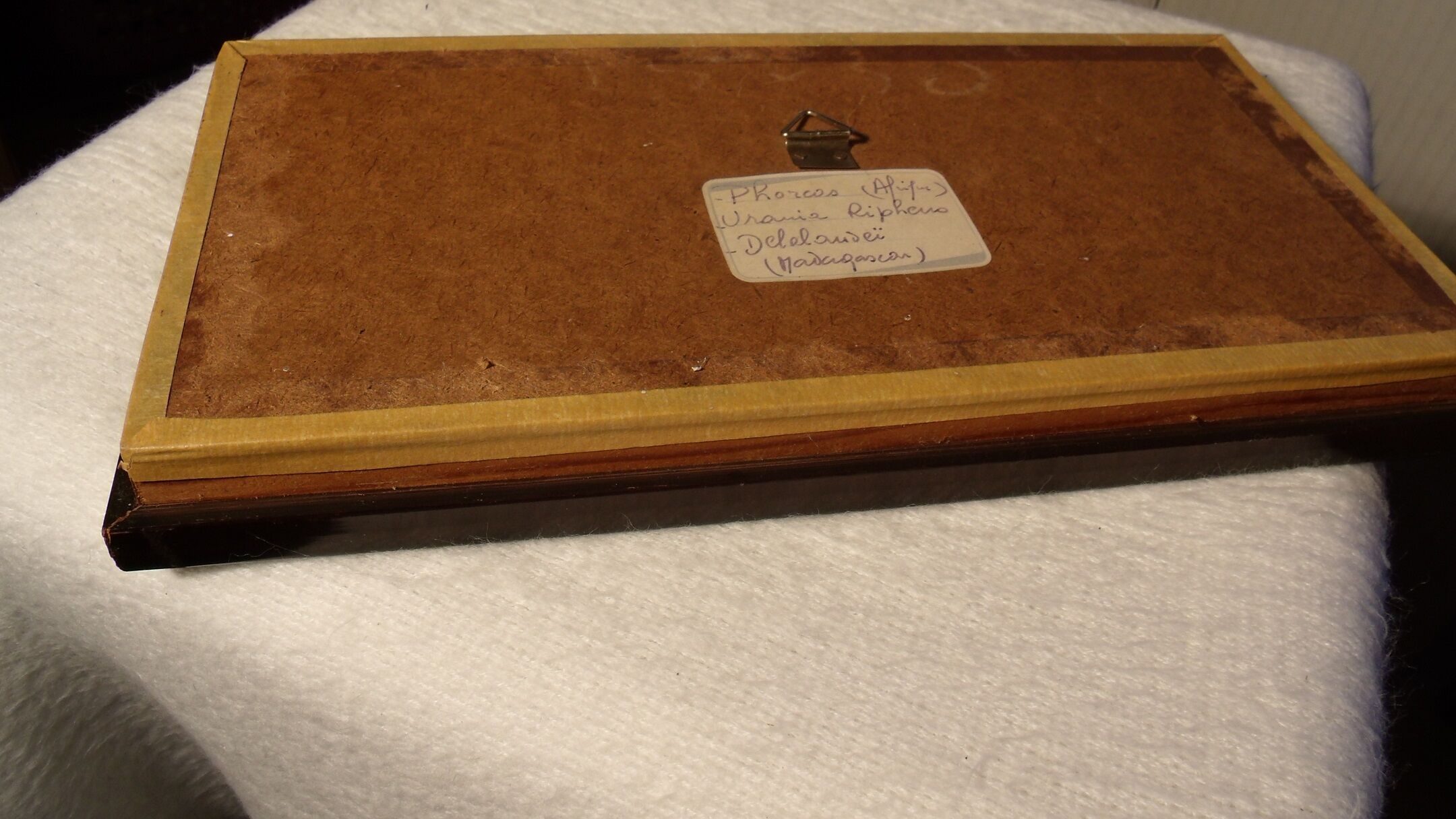 Showcase entomology butterflies with label