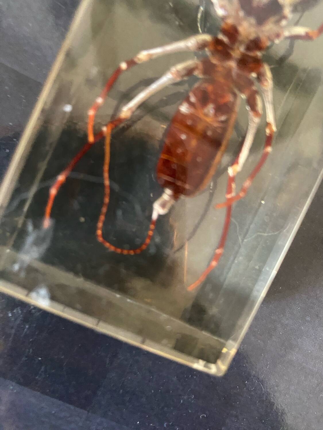Resin inclusion insect - the staghorn uropyge.