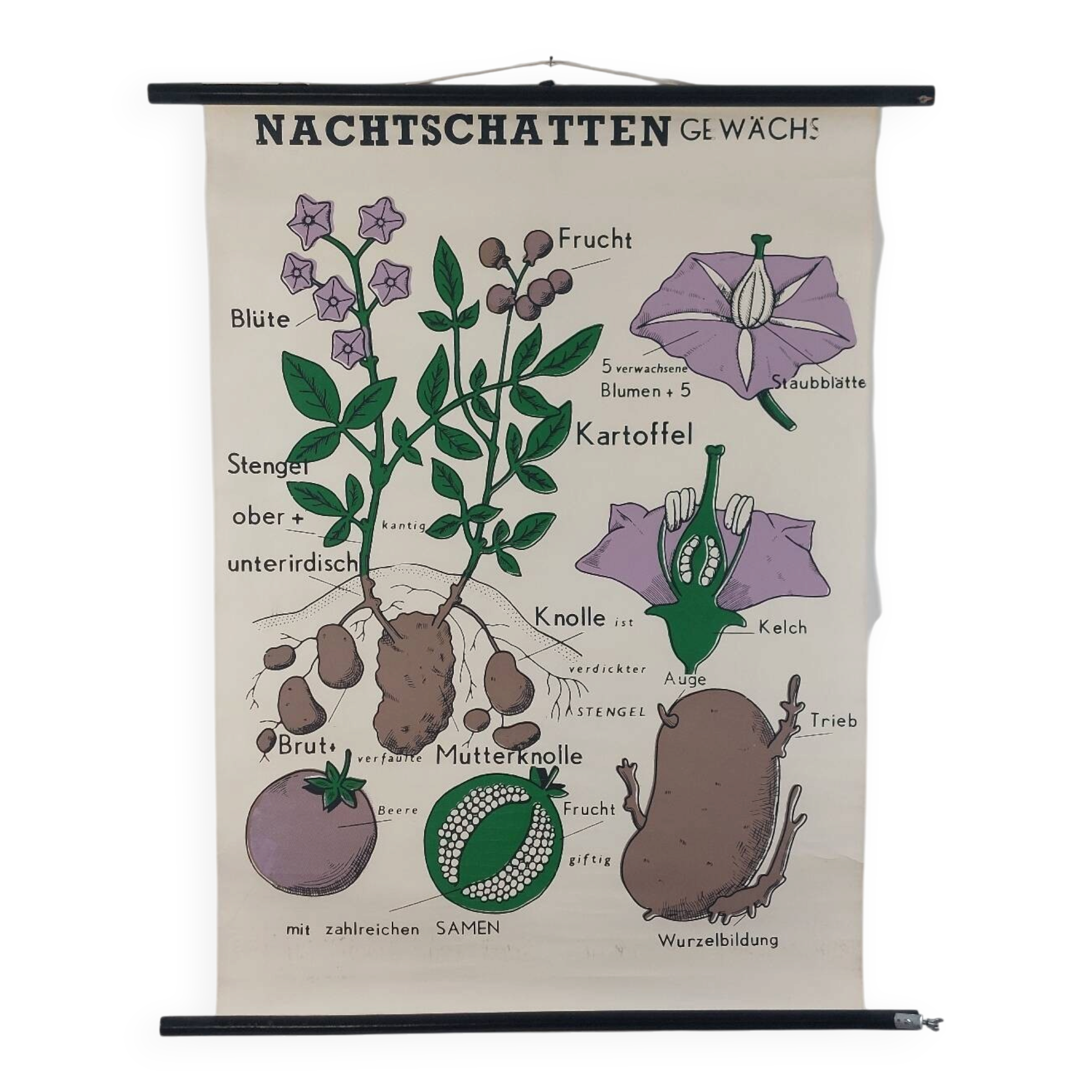 Vintage educational wall hanging roll chart biology