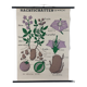 Vintage educational wall hanging roll chart biology