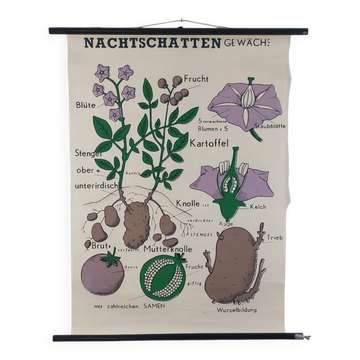 Affiche murale éducative vintage famille des solanacées