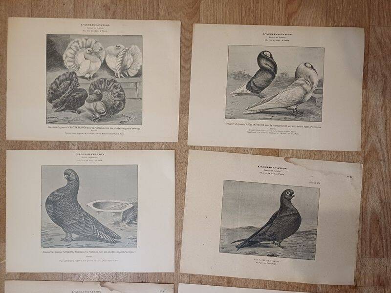 Suite de 11lLithographies ornithologiques XIXème - Races de Pigeons