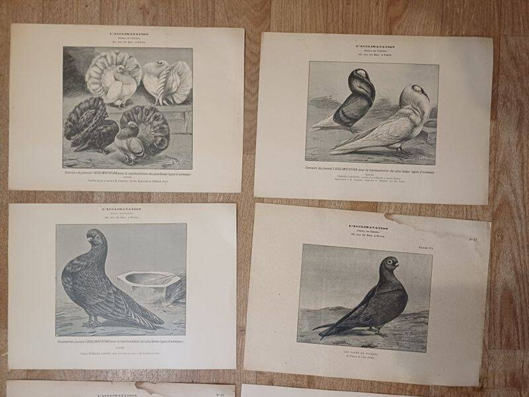 Suite de 11lLithographies ornithologiques XIXème - Races de Pigeons