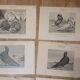 Suite de 11lLithographies ornithologiques XIXème - Races de Pigeons