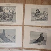Suite de 11lLithographies ornithologiques XIXème - Races de Pigeons
