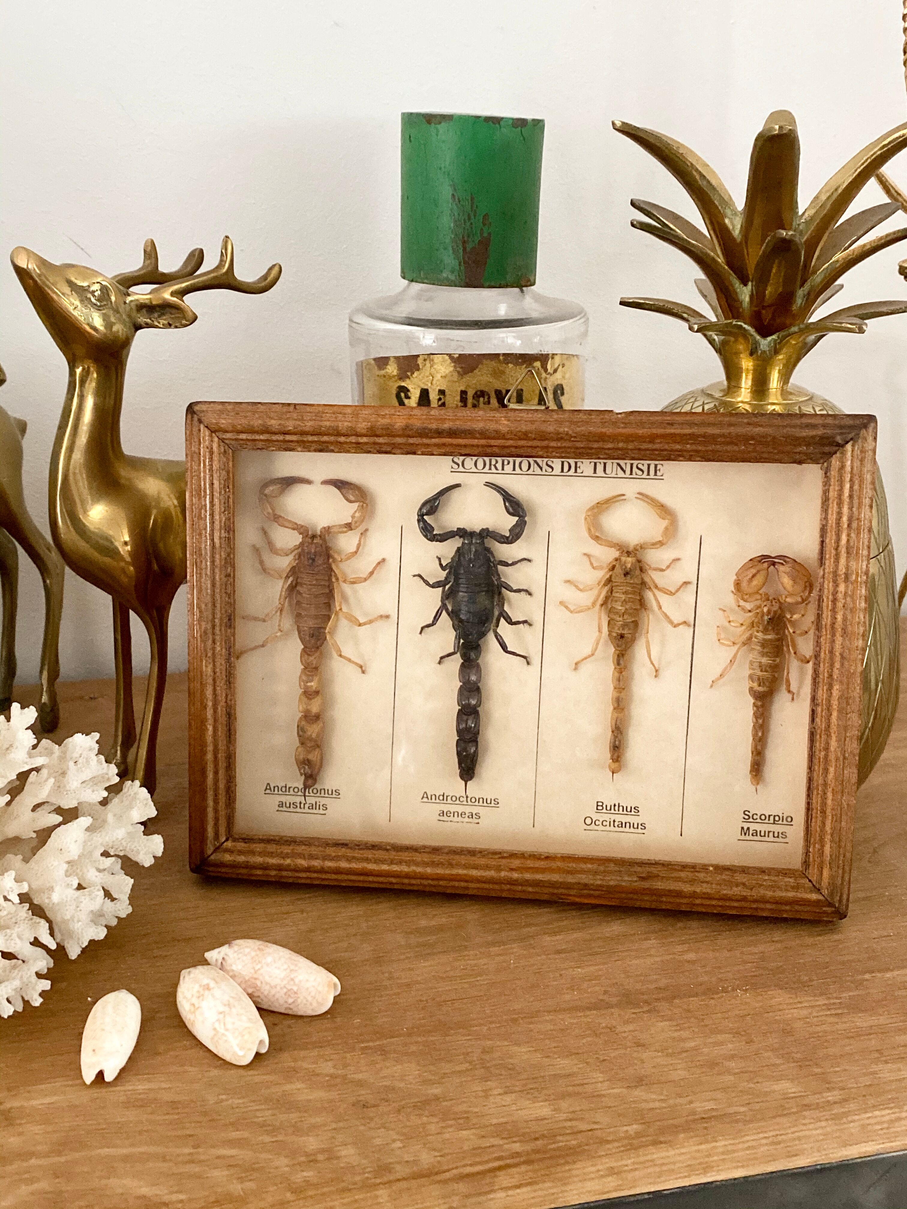 Frame 4 naturalized scorpions de curiosity cabinet