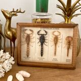 Frame 4 naturalized scorpions de curiosity cabinet