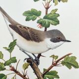 Bird vintage board 1960s - Warbler - Zoology and ornithology illustration