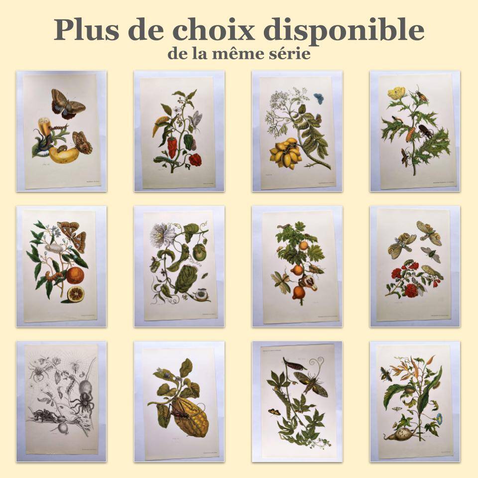 Vintage illustration - Plant with golden fruits by Merian. Antique plate