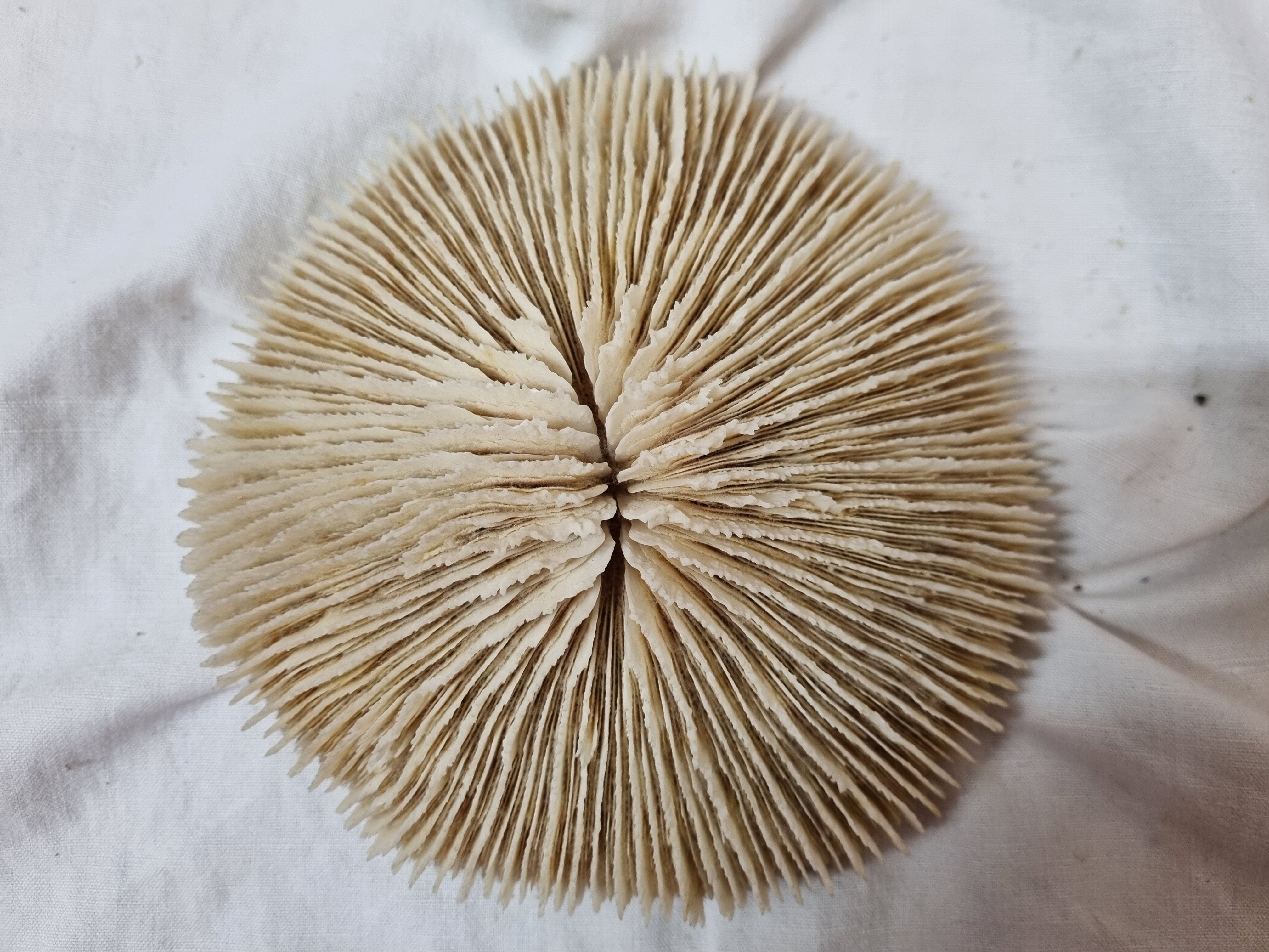 Coral Funga, mushroom, Indian Ocean