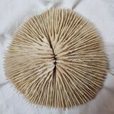 Coral Funga, mushroom, Indian Ocean