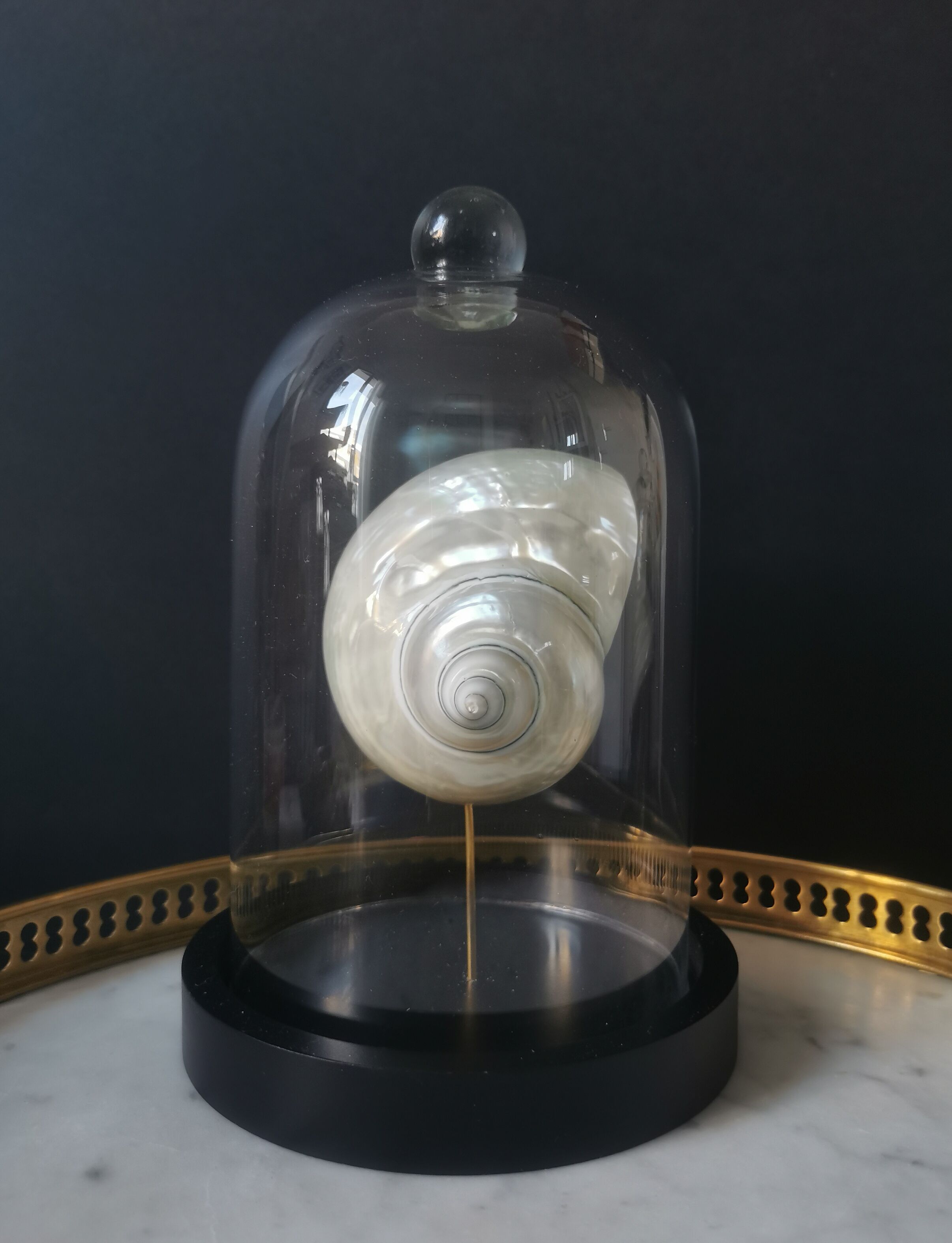 Pearl Turbo shell under glass globe. H. 18,5cm
