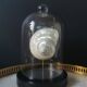 Pearl Turbo shell under glass globe. H. 18,5cm