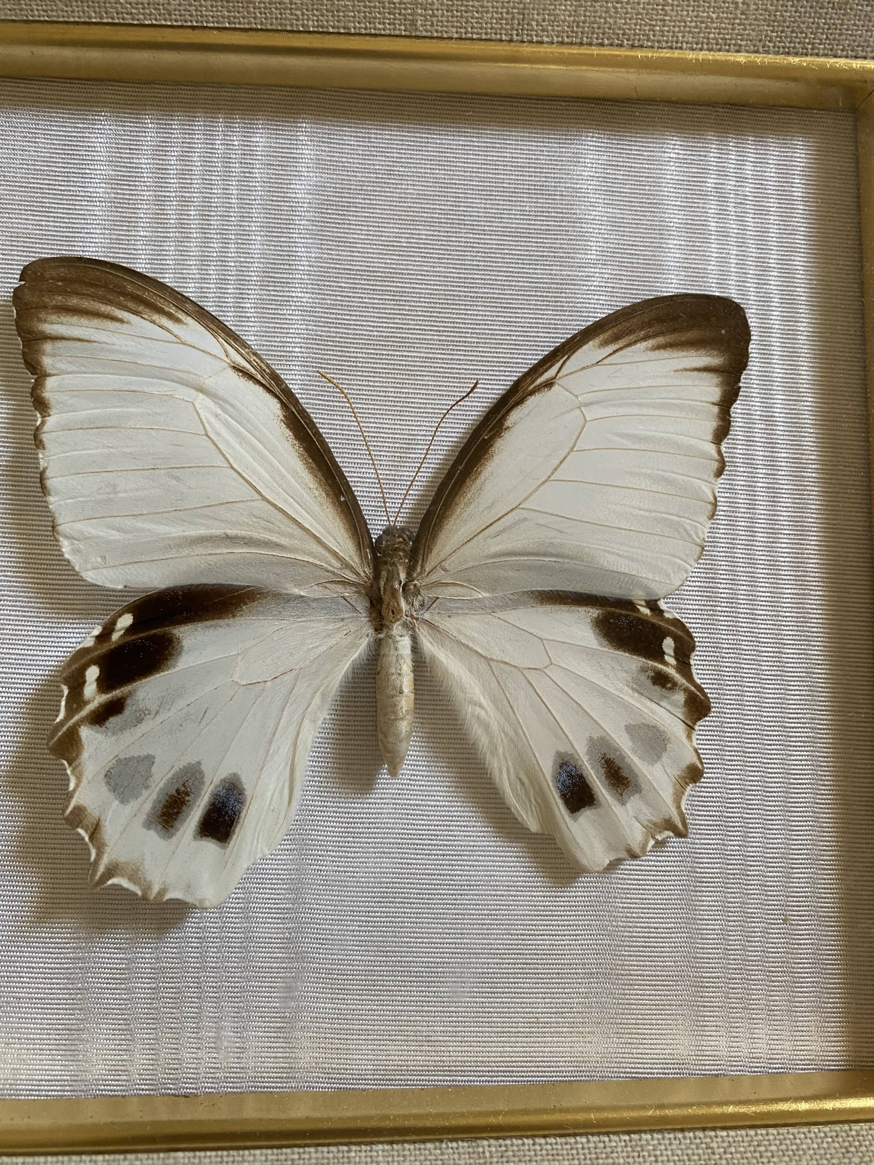 Naturalized butterfly frame, Papilionaceous argeus Borneo.