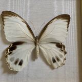 Naturalized butterfly frame, Papilionaceous argeus Borneo.