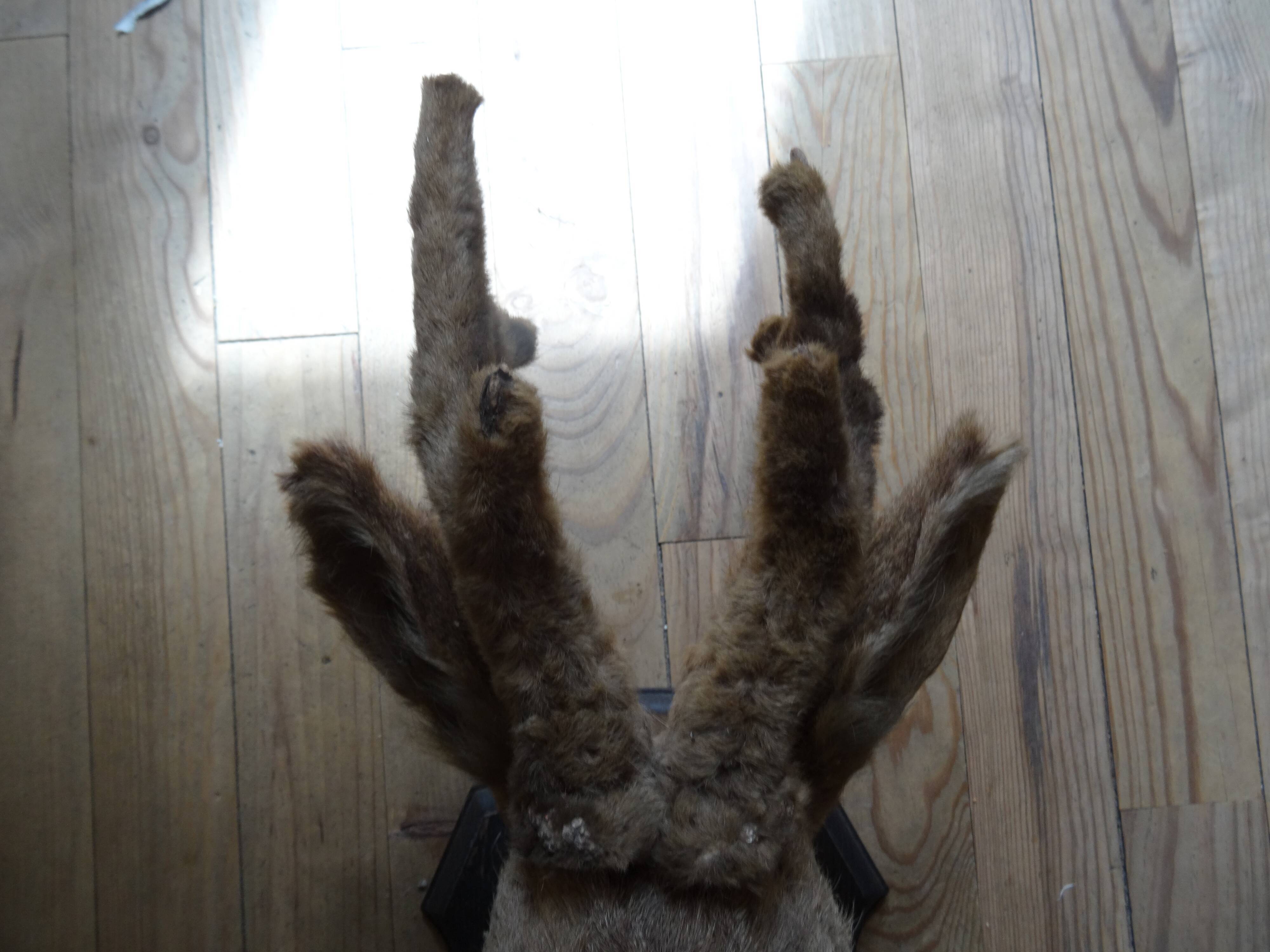 Deer head - hunting trophy