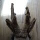 Deer head - hunting trophy