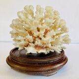 Corail