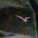 Plateau en laque japonaise décor oiseaux violets et or