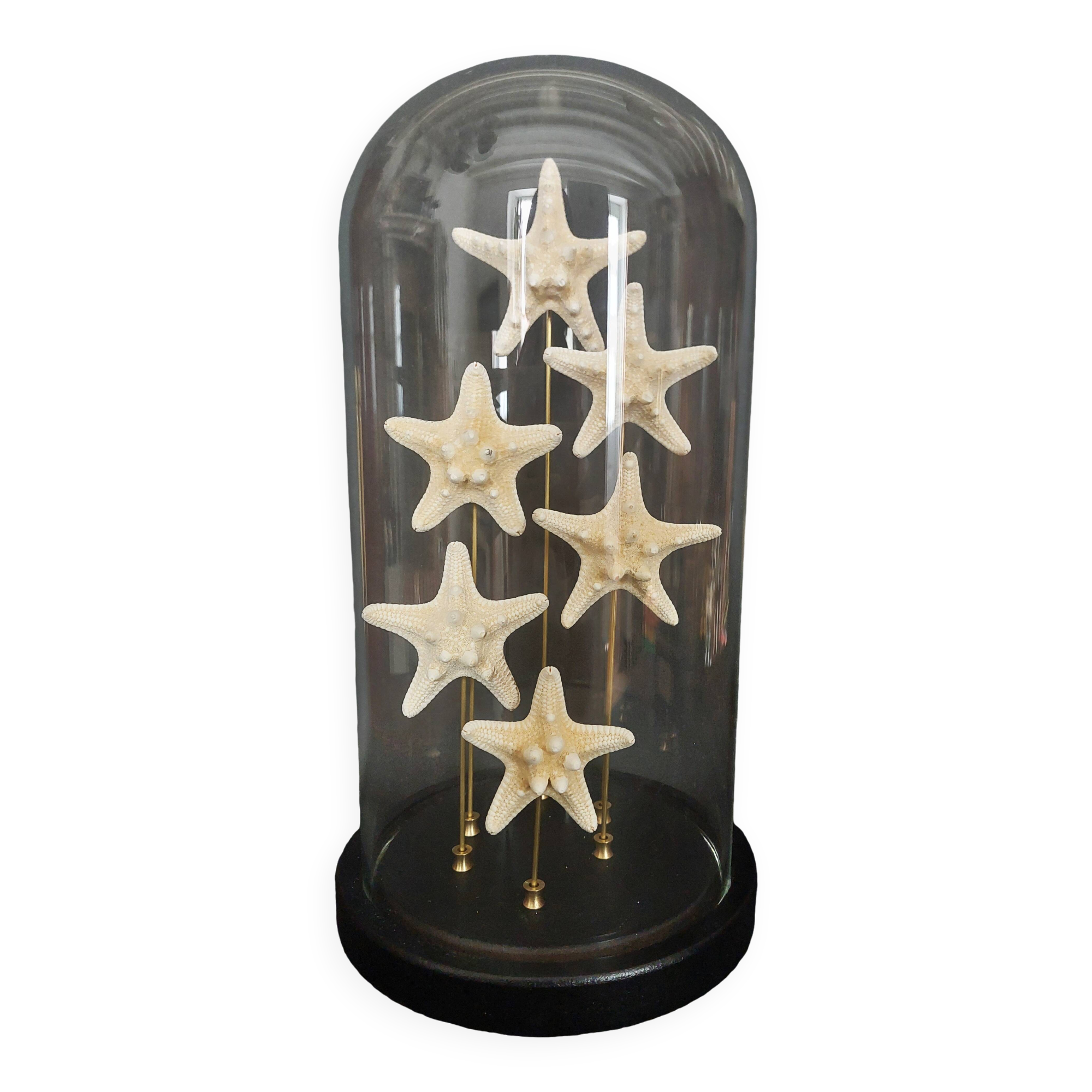 Cabinet de Curiosités globe aux étoiles de mer protoreaster nodosus