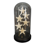Cabinet of Curiosities globe with starfish protoreaster nodosus