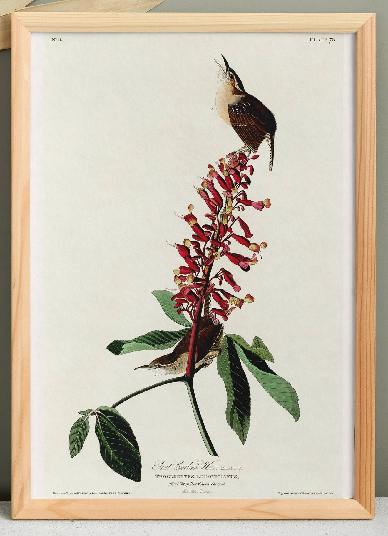 Poster about the Carolina wren, based on an old engraving from 1827