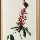 Poster about the Carolina wren, based on an old engraving from 1827