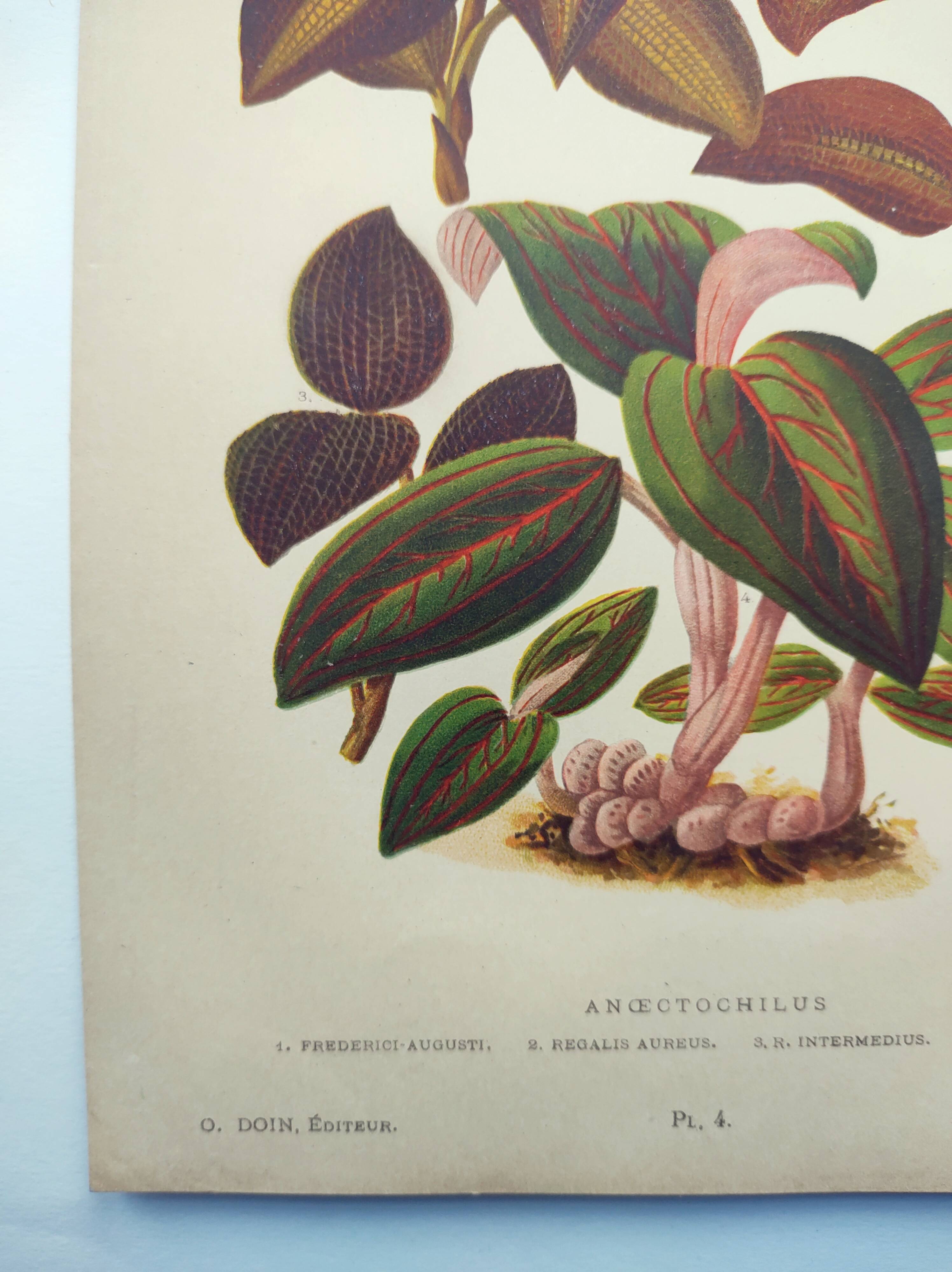 Botanical engraving from 1897 - Anoectochile - Original plate. Ancient nature lithograph of flower