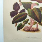 Botanical engraving from 1897 - Anoectochile - Original plate. Ancient nature lithograph of flower