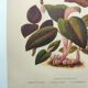 Botanical engraving from 1897 - Anoectochile - Original plate. Ancient nature lithograph of flower