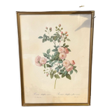 Engraving rose printing of Rémond
