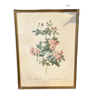 Engraving rose printing of Rémond