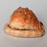 Red Helmet Shell or Bull's Mouth Helmet (Cypraecassis rufa)