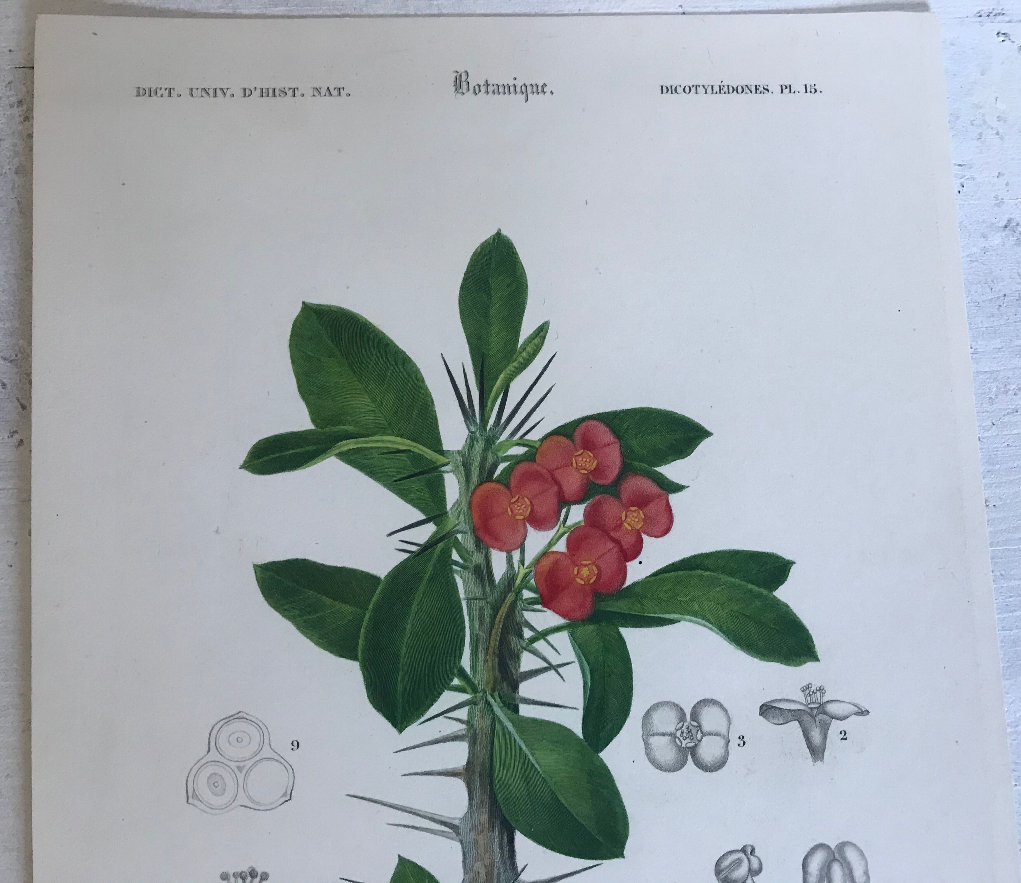 Trio of 19th-century botanical engravings