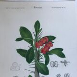 Trio of 19th-century botanical engravings