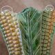 Vintage French Majolica Style Ceramic Corn Vase: 1950s Barbotine Pottery