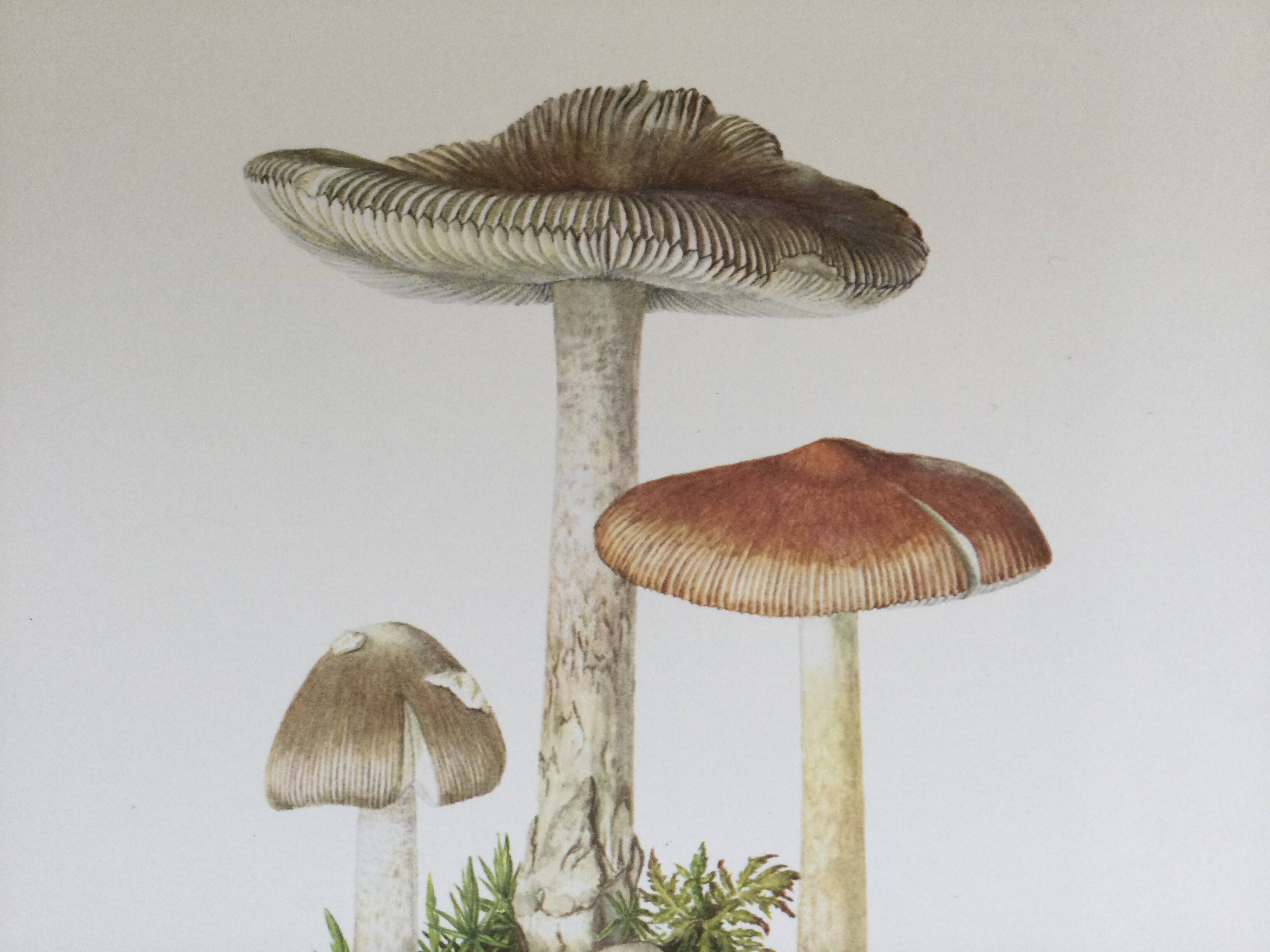 Botanical illustration "mushrooms", 1960s