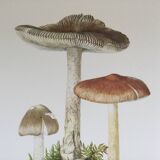 Botanical illustration "mushrooms", 1960s