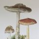 Illustration botanique "champignons", années 60