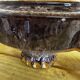 Vallauris ceramic sugar bowl, burgundy and gilded, by Marius Giuge