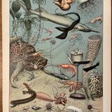 Set of lithographs XXth century