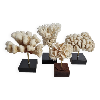 Set of four ancient white corals on pedestal, 15 cm