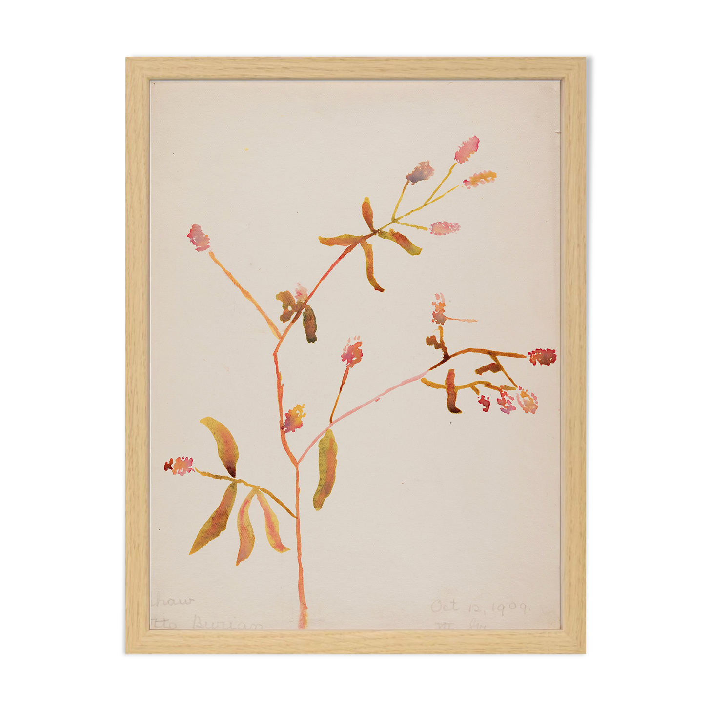 Watercolor illustration flowers