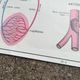 Rossignol school poster N°5 The heart N°6 Vintage traffic