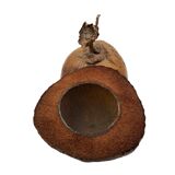 Coconut ice bucket