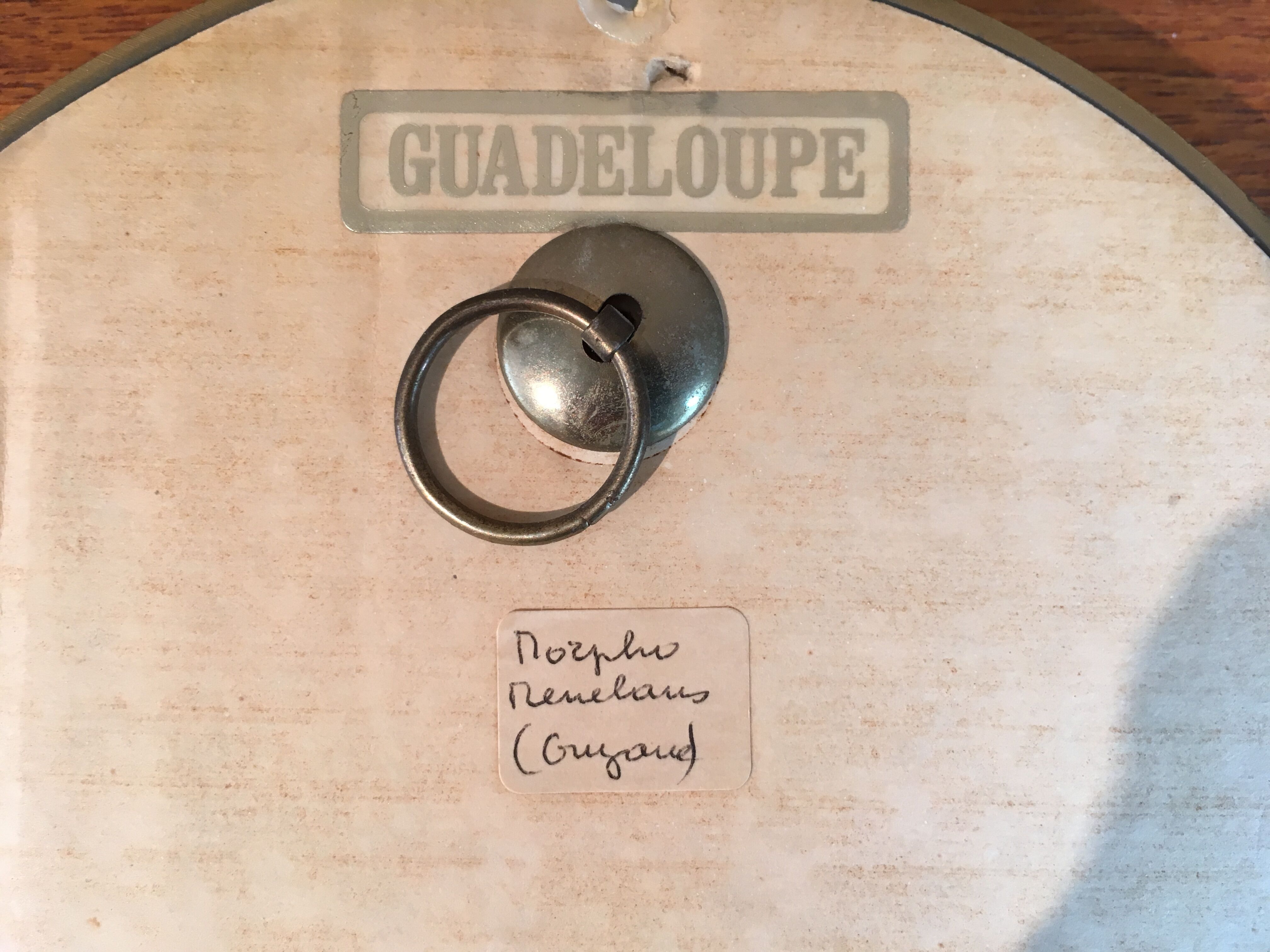 Blue purple butterfly in round frame in plexi