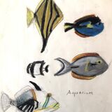 Fish Illustration