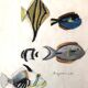 Fish Illustration